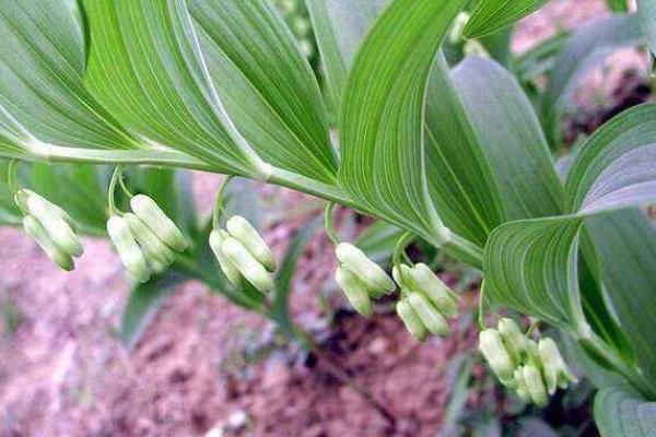 种植黄精有前途吗,亩产量多少,价格都少钱一斤