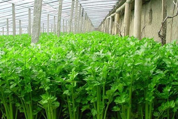 噻苯隆膨果用量,附使用方法