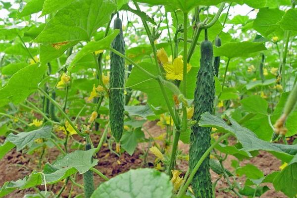 噻苯隆膨果用量,附使用方法