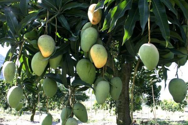 噻苯隆膨果用量,附使用方法