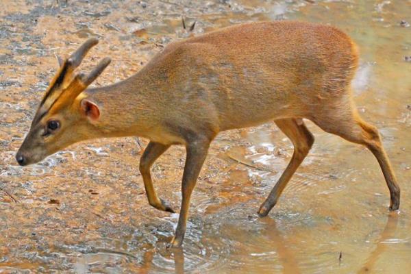 黄麂种苗多少一只,是什么动物