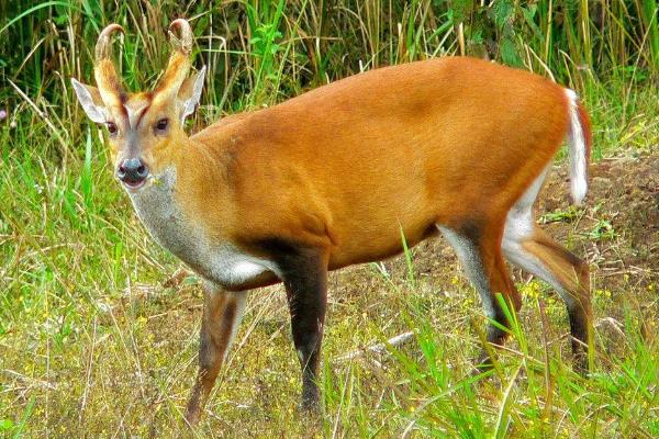 黄麂种苗多少一只,是什么动物