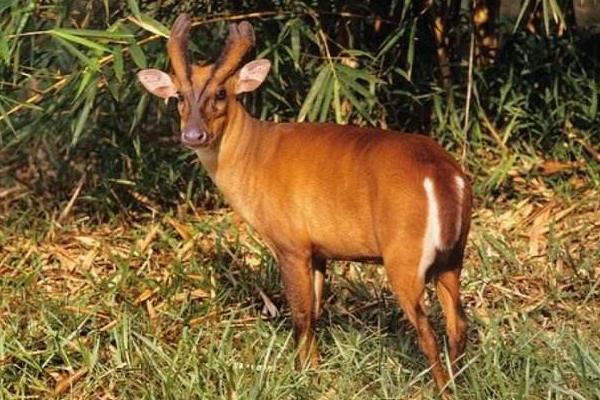 黄麂种苗多少一只,是什么动物
