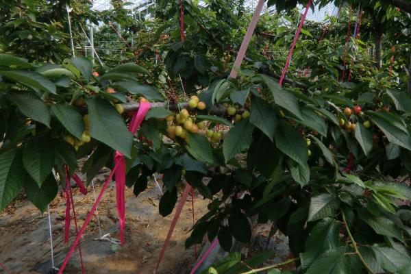 车厘子树苗种植与管理,适合北方种吗