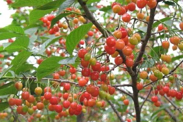 车厘子树苗种植与管理,适合北方种吗