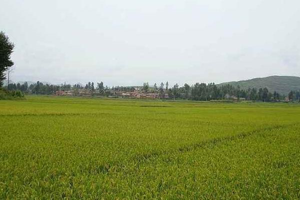 水稻叶面肥用哪些较好,什么温度使用效果更好