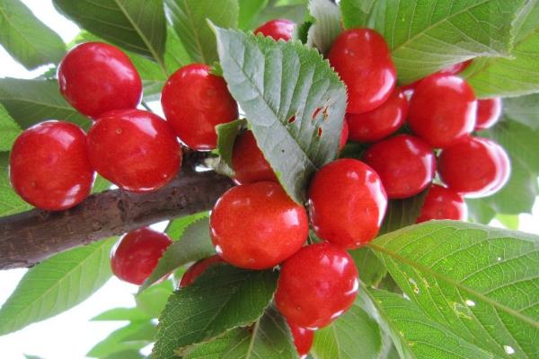 车厘子树苗多少钱一棵,建议买5年树