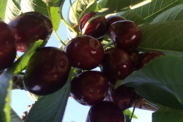 车厘子树苗多少钱一棵,建议买5年树