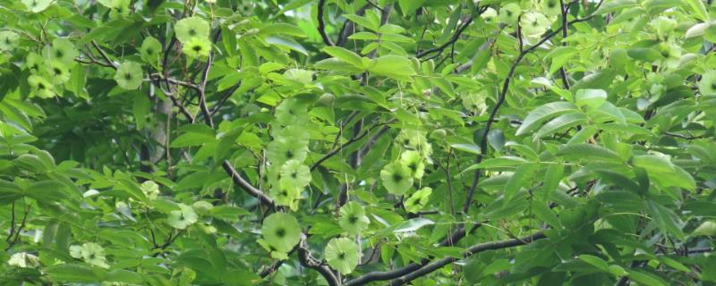 青钱柳树苗哪里有买？花卉市场有吗