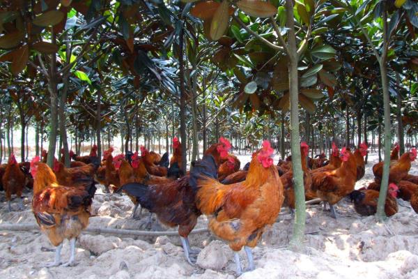 鸡分公母的方法,这样分很简单