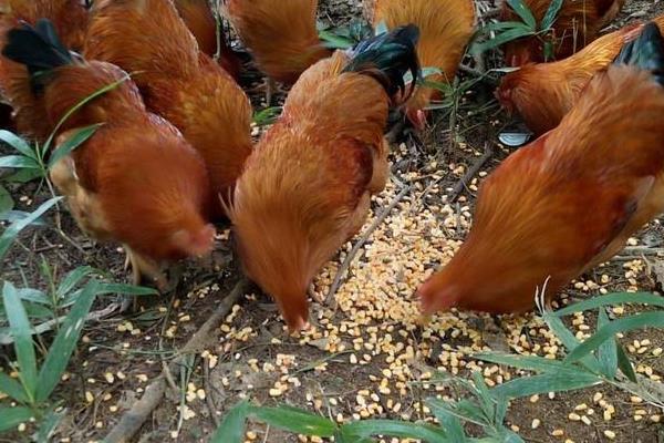 鸡分公母的方法,这样分很简单