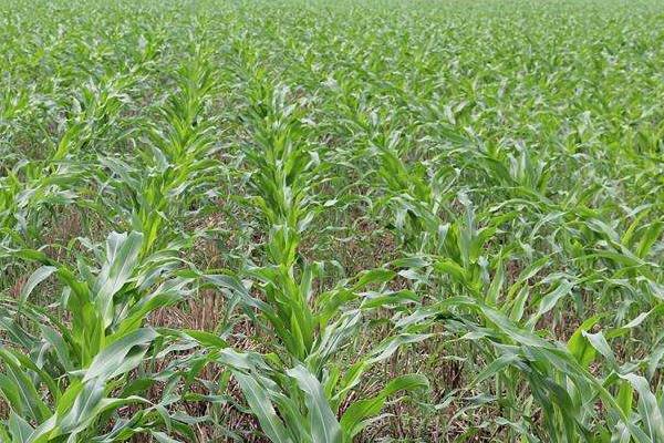 玉米苗后除草剂什么时候打效果好且安全