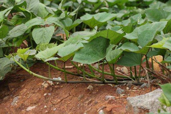 红薯控旺时间与技巧,什么时候打合适