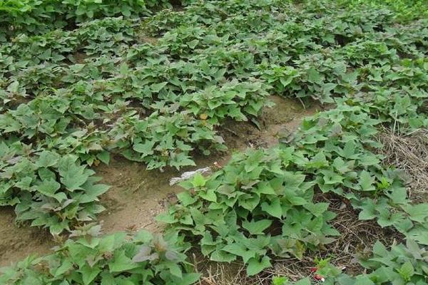 红薯控旺时间与技巧,什么时候打合适