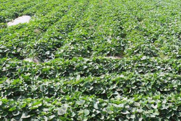 红薯控旺时间与技巧,什么时候打合适