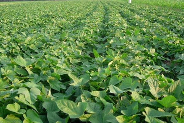 20亩红薯利润多少,附一亩利润算法