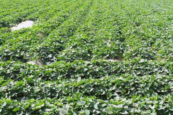 20亩红薯利润多少,附一亩利润算法