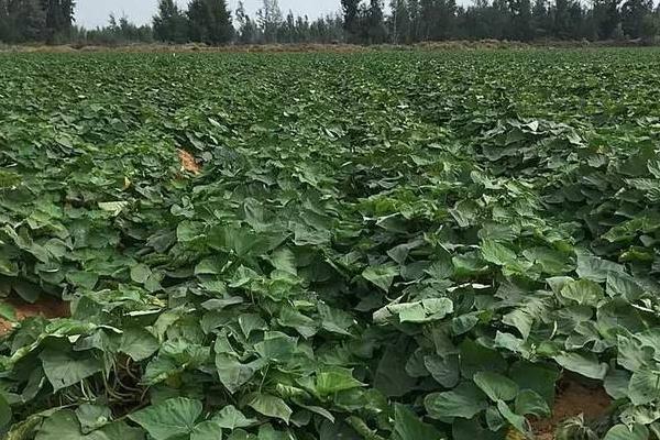 20亩红薯利润多少,附一亩利润算法