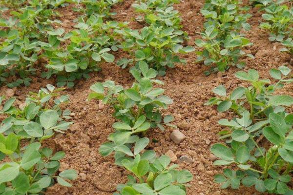 花生专用肥配方