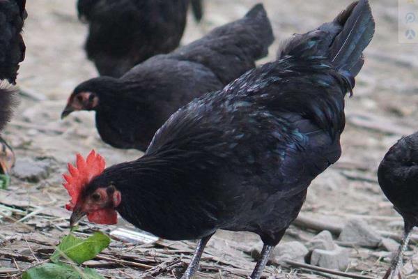 鸡分公母的方法,这样分很简单