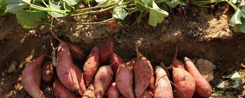 20亩红薯利润多少，附一亩利润算法