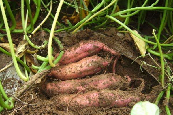 红薯控旺时间与技巧,什么时候打合适