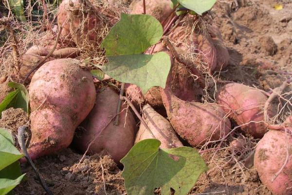 红薯控旺时间与技巧,什么时候打合适