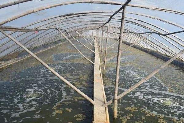 养虾水深多少合适，附适宜的水硬度和php值