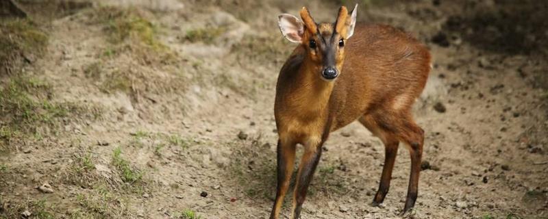 黄麂种苗多少一只，是什么动物