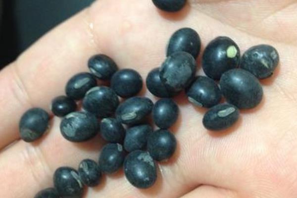 大豆田除草剂配方，什么时候打除草剂好