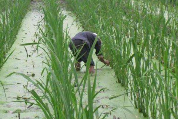 茭白种植技术和时间,附管理要点