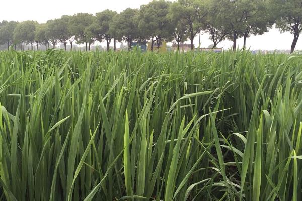 茭白种植技术和时间,附管理要点
