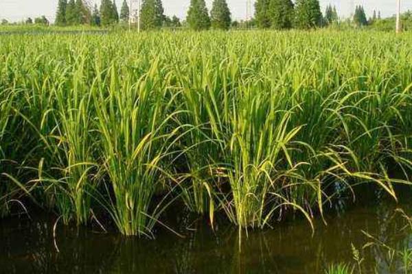 茭白种植技术和时间,附管理要点