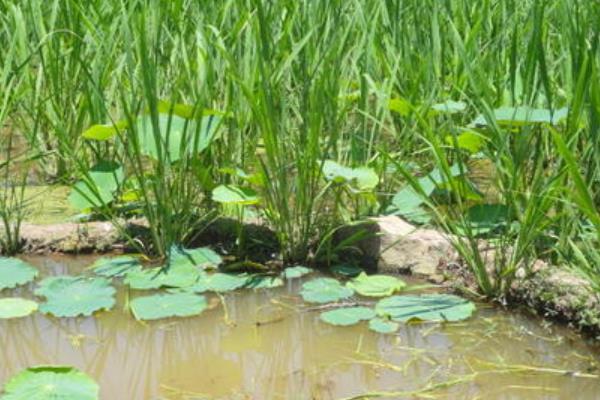 茭白种植技术和时间,附管理要点