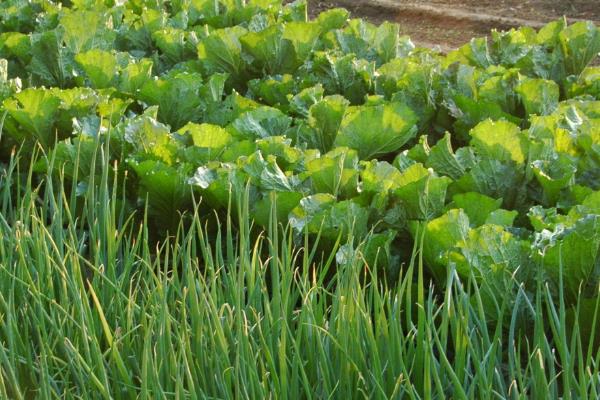 菜地除草不伤菜用什么方法