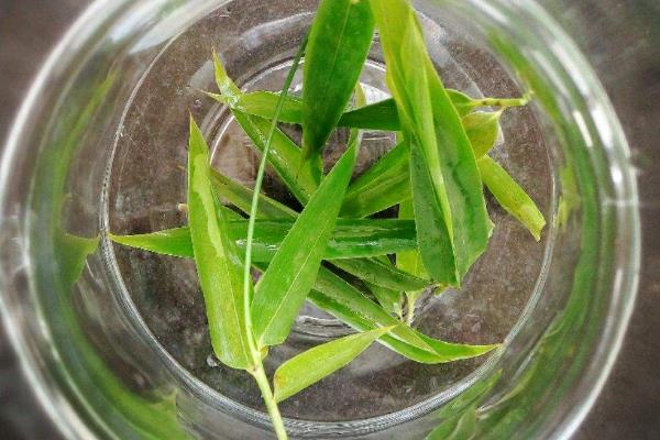 祛湿驱寒喝什么茶,吃什么食物好