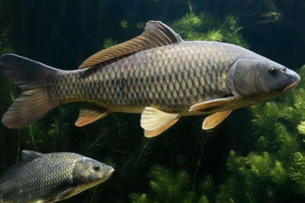 祛湿驱寒喝什么茶,吃什么食物好