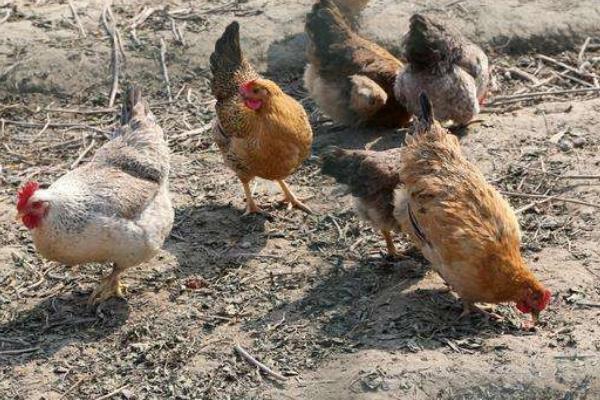 5万只蛋鸡养鸡场投资多少?年利润多少?