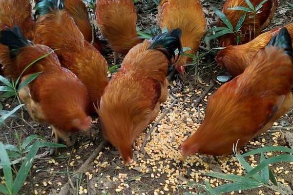 5万只蛋鸡养鸡场投资多少?年利润多少?