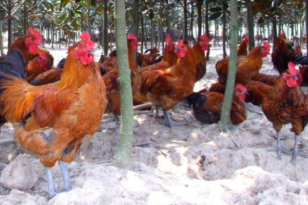 5万只蛋鸡养鸡场投资多少?年利润多少?