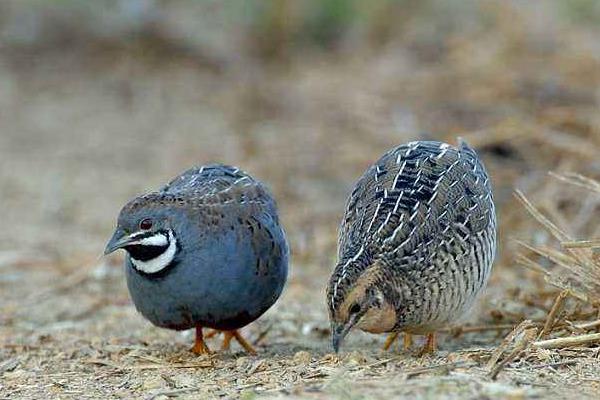 公鹌鹑一直叫怎么办?为什么一直叫?