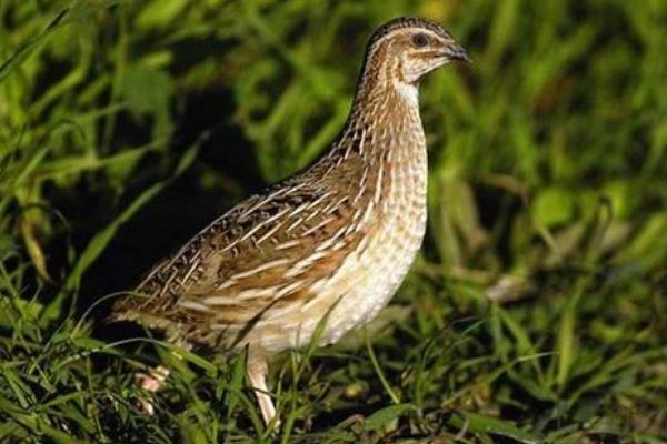 公鹌鹑一直叫怎么办?为什么一直叫?