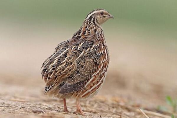 公鹌鹑一直叫怎么办?为什么一直叫?