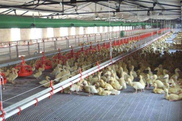 5万只蛋鸡养鸡场投资多少?年利润多少?