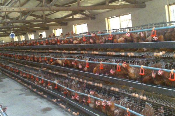 5万只蛋鸡养鸡场投资多少?年利润多少?