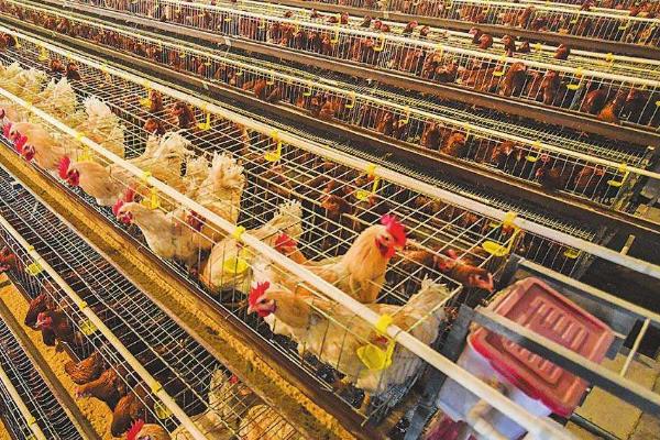 5万只蛋鸡养鸡场投资多少?年利润多少?