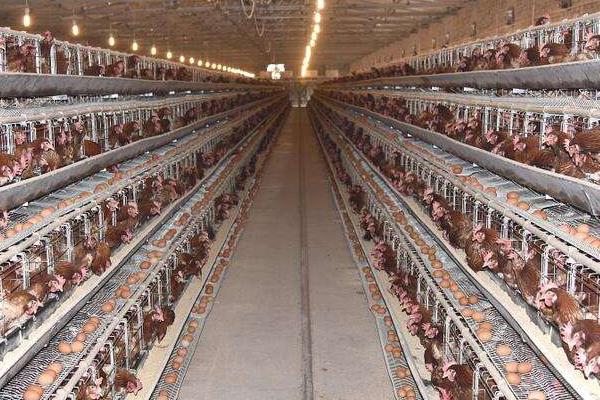 养殖蛋鸡的利润和风险(附成本分析)