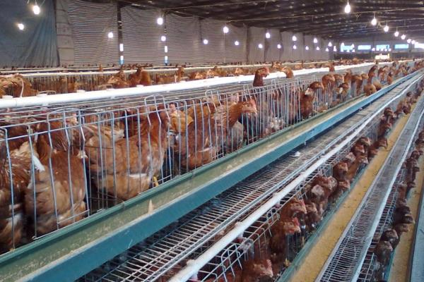 养殖蛋鸡的利润和风险(附成本分析)