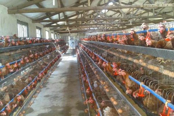 养殖蛋鸡的利润和风险(附成本分析)