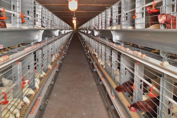 养殖蛋鸡的利润和风险(附成本分析)